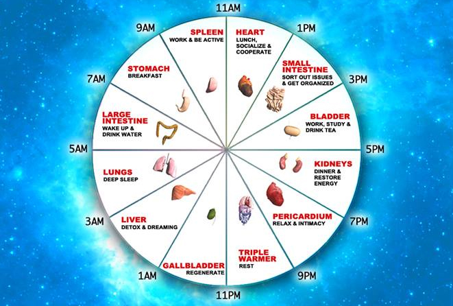 Хүний биеийн эрхтнүүдийн ажилладаг цаг ба эрүүл мэнд